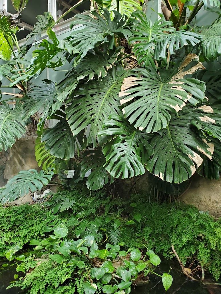 Monstera leavse