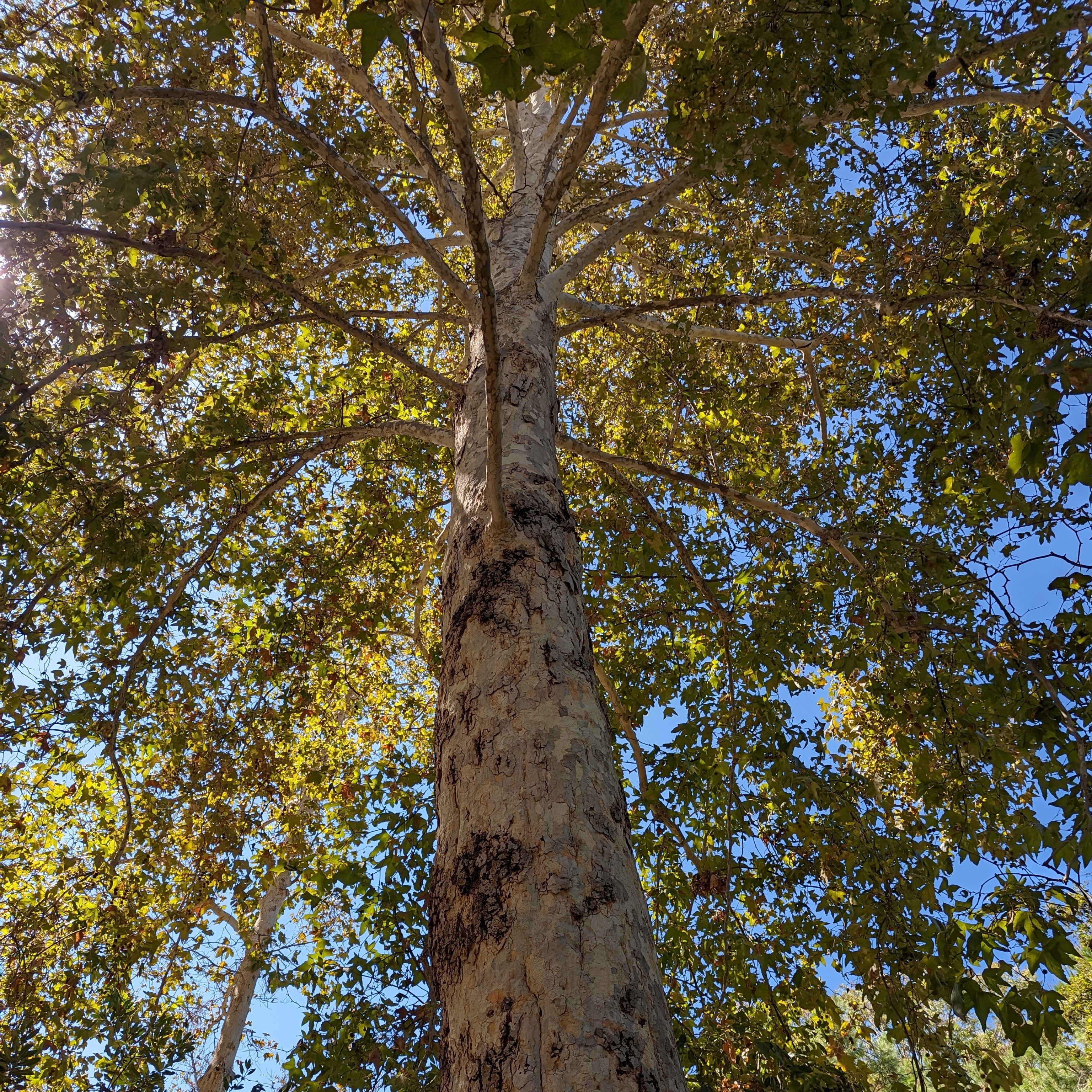 Image of a large sycamore tree