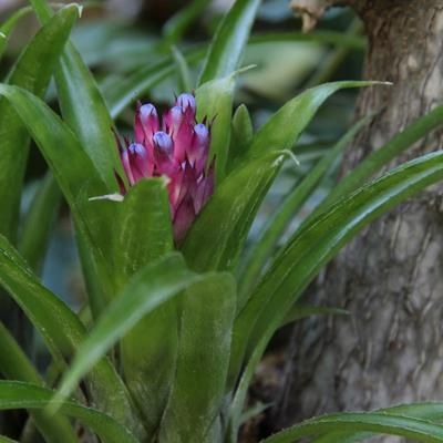 Bromeliaf Flower