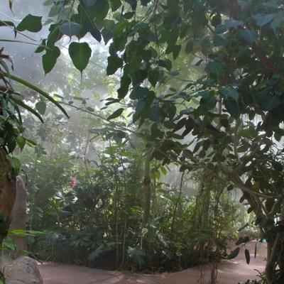 Entry to Rainforest