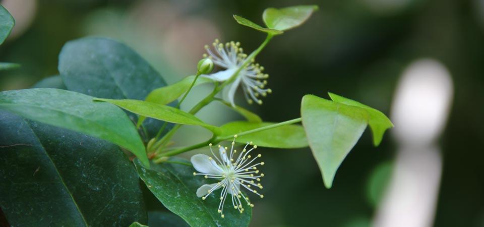 Flowers Bloom in the Rainforest