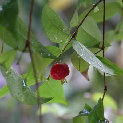 Fruit in the Rainforest