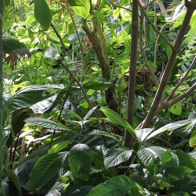 Rainforest Understory