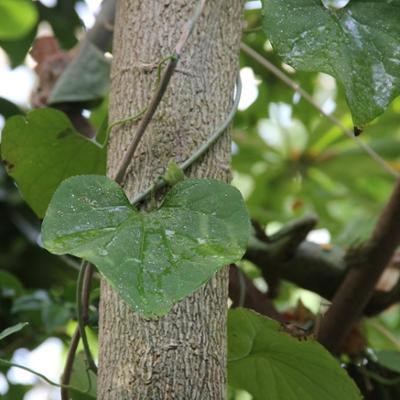 Vine on a Tree