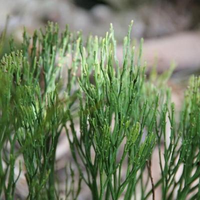 Whisk Fern