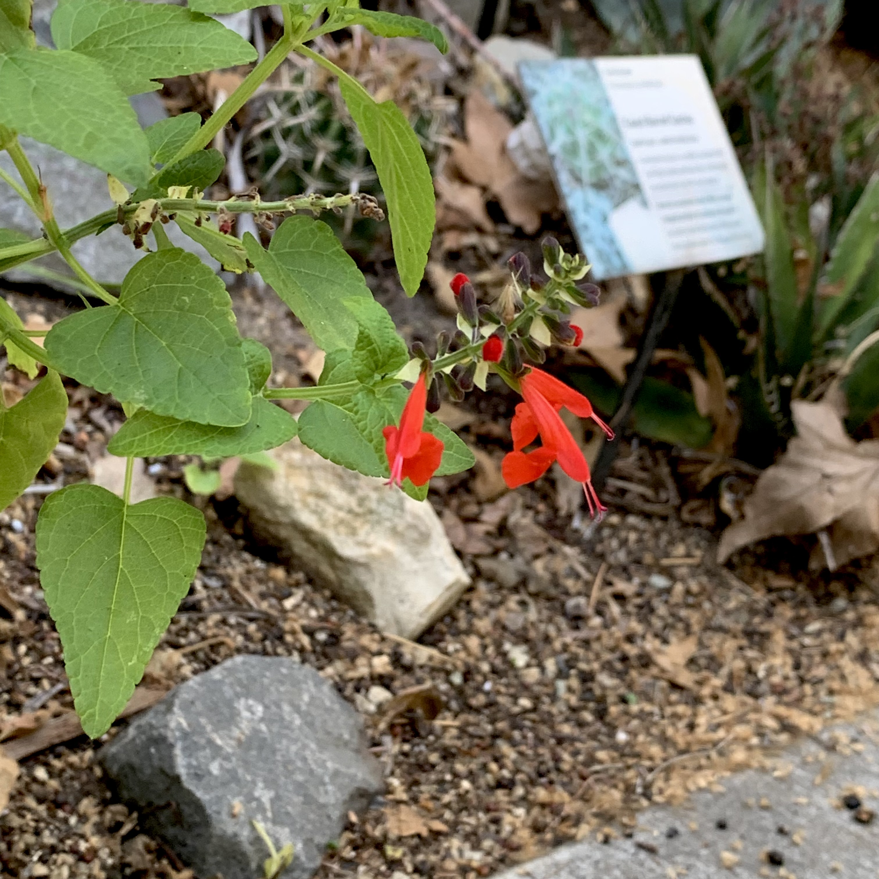 Photo of salvia coccinea in bloom