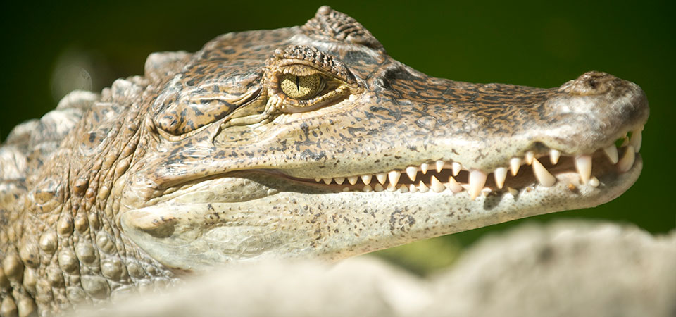 spectacled caiman