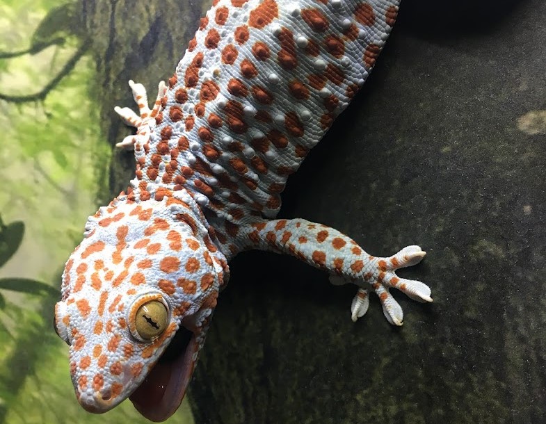 Tokay gecko with mouth open