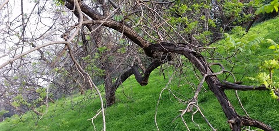 Walnut Trees