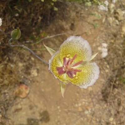 Wildflowers at Voorhis Ecological Reserve