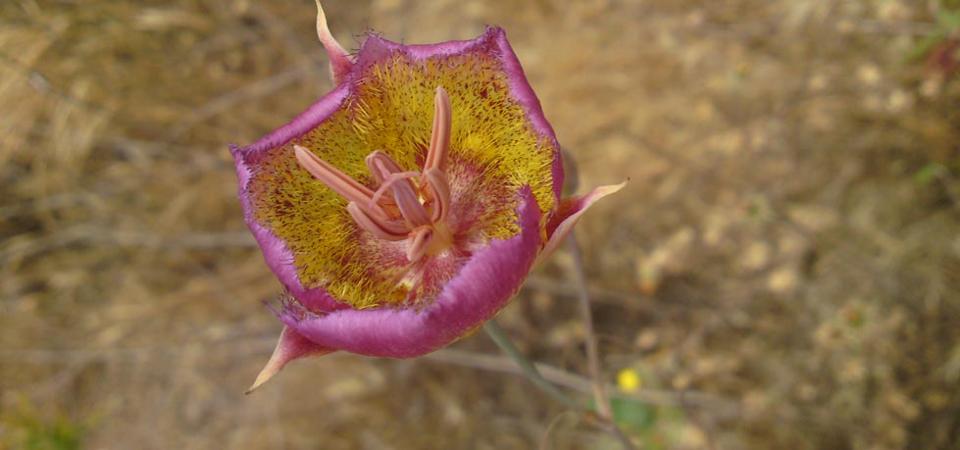 Wildflower in our Wildlands