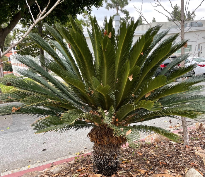 Sago palm in Mesozoic Garden