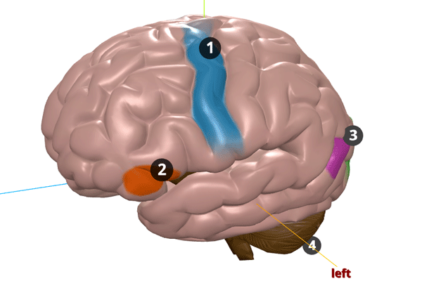 Screenshot of the brain activity