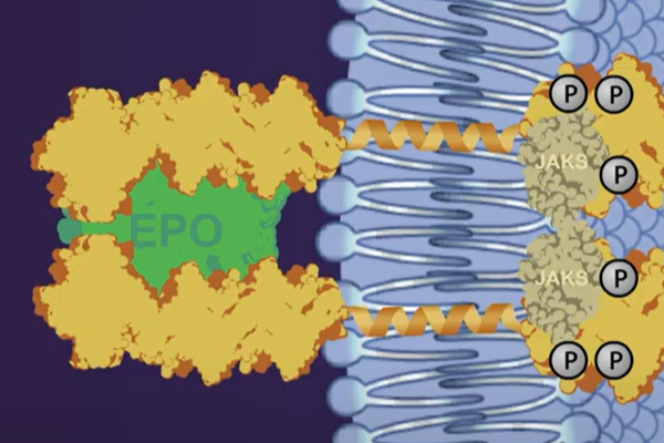 Screenshot of Cellular Signaling activity