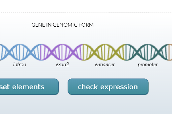 Screenshot of Gene Structures activity