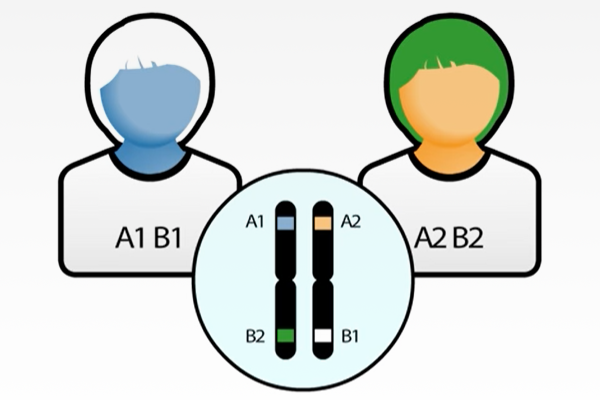 Screenshot of Linkage Disequilibrium activity