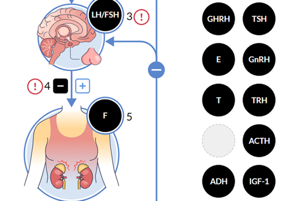 Screenshot of the Hormones Activity