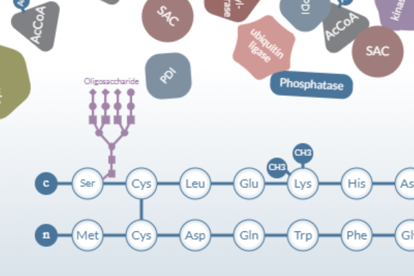 Screenshot of Post-translational Modifications