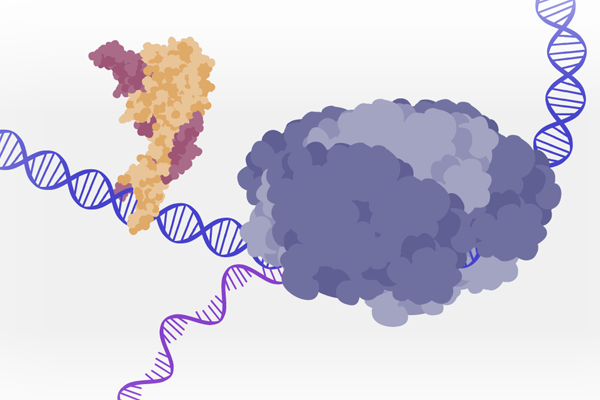 Rna Polymerase making a RNA copy of a DNA strand