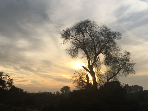 A sunset with a silhouette of a tree on a mountain