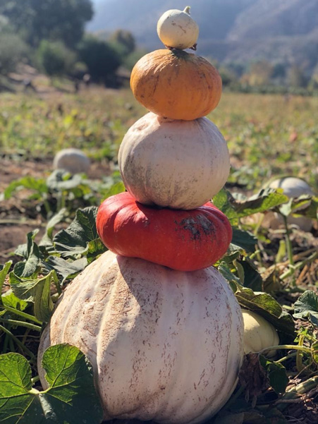 Stacked pumpkins in a field