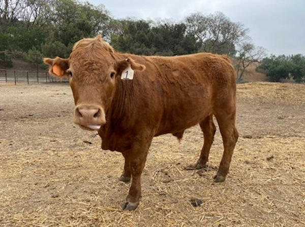 Steer Poking His Tongue Out