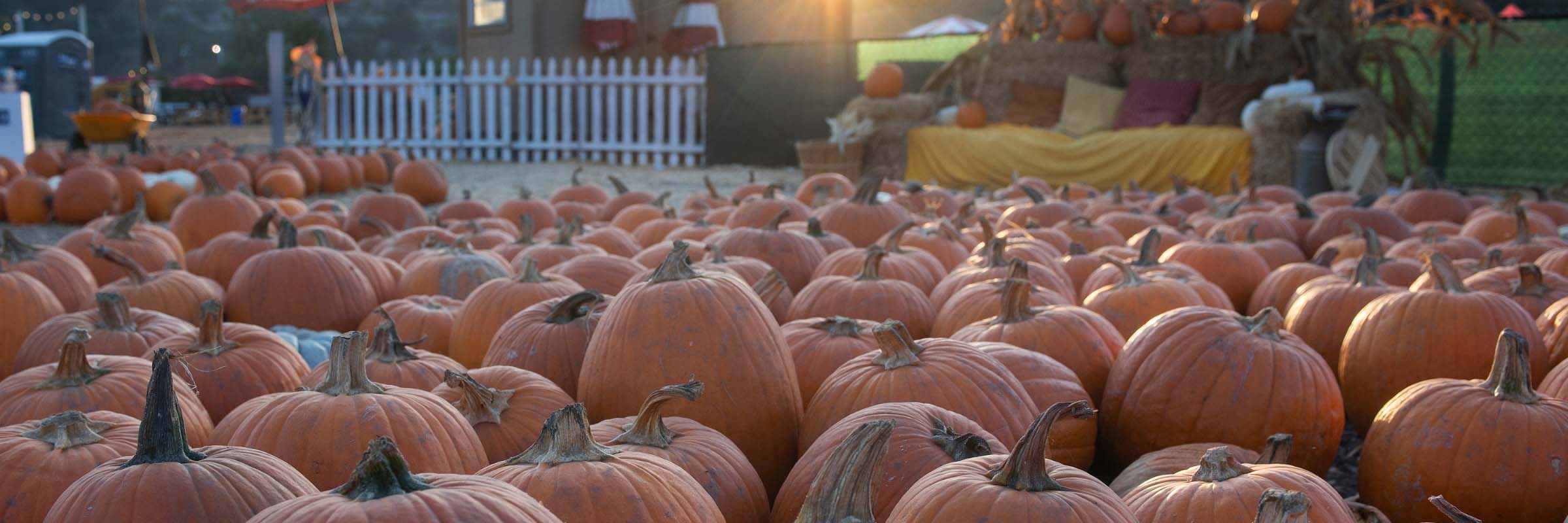 Pumpkins lay on the ground during the Pumpkin Fest
