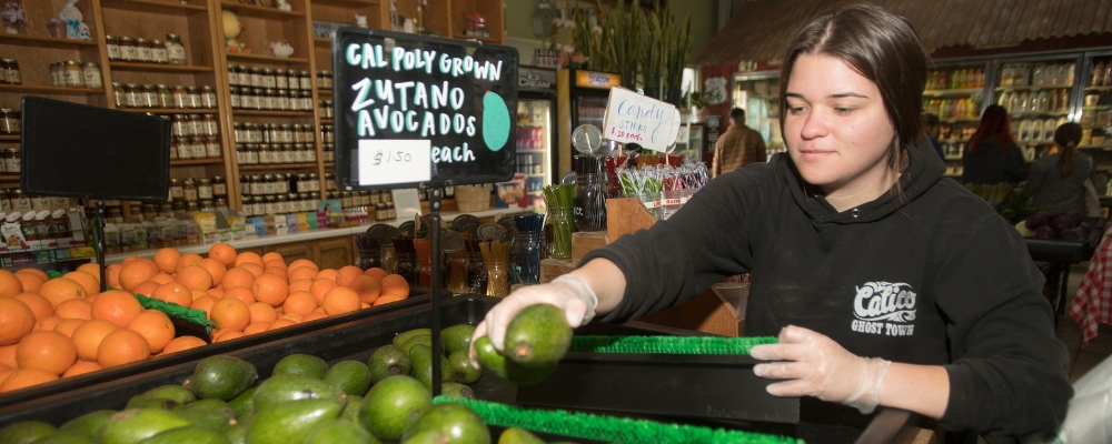 student worker puts out fresh avocados in the store