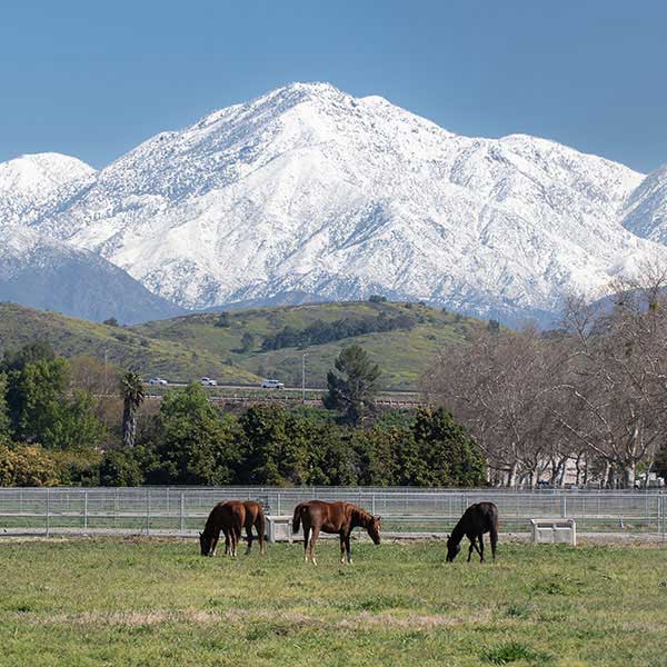 Horses eating grass with mountains in the background
