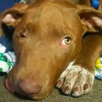 Riley, a four-month-old puppy was found abused