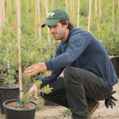 Sam Broderick pruns trees during his internship with TreeTown Nurseries in Miramar