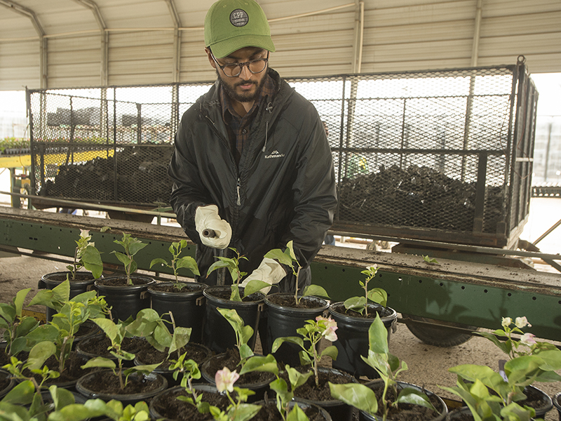 Neil Pathak transplants plants at the canning area during his internship with TreeTown Nurseries.