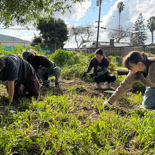 Students kneeling on grass and planting plants