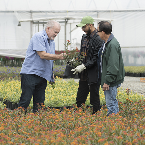 Neil Pathak checks plants with his mentors during his internship with TreeTown Nurseries in Fallbrook, CA.