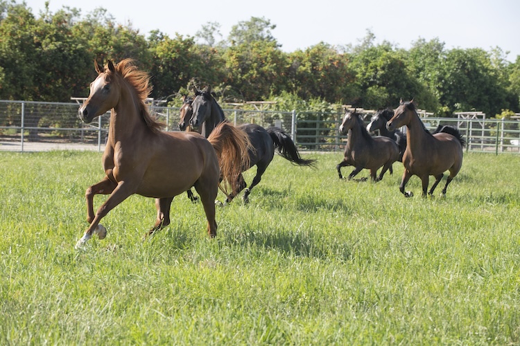 Arabian horses running in a field.
