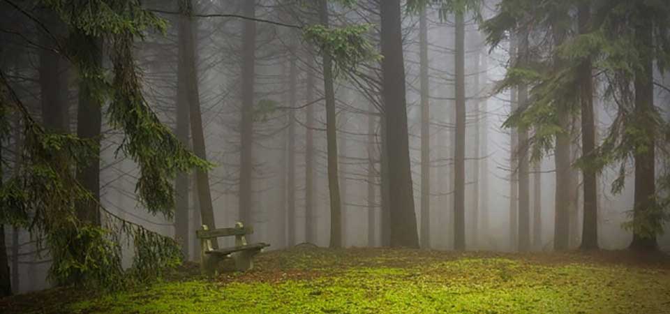 Grief Bench in the Forest