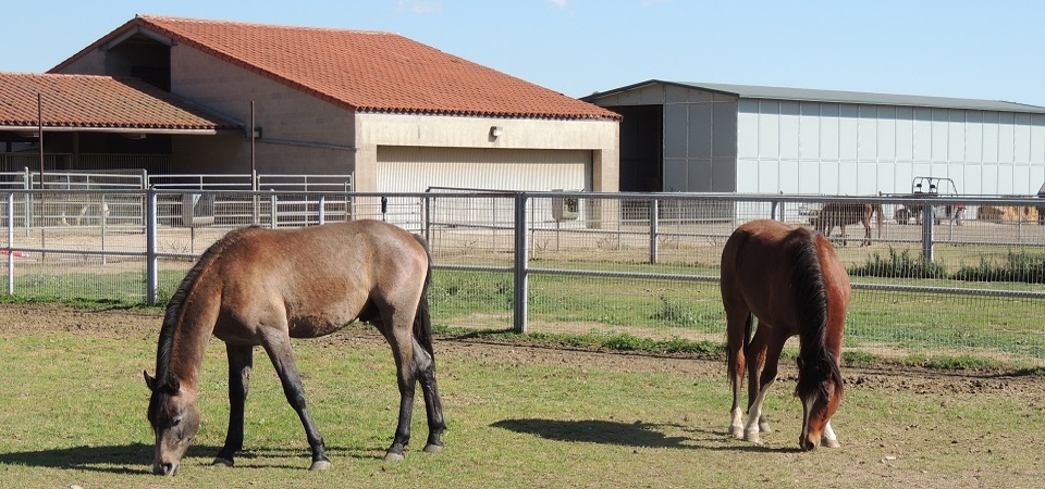 A photo of the horses at the W. K. Kellogg Arabian Horse Center