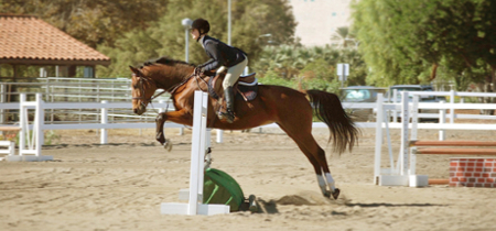 horse jumping