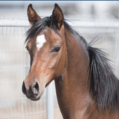 A young Arabian horse