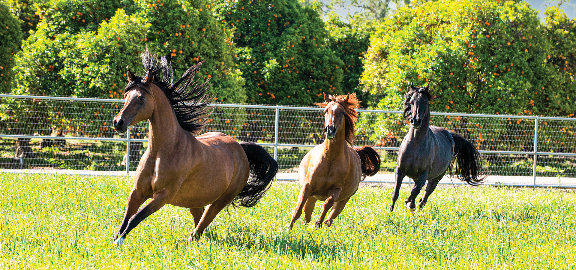 Three Arabian Horses near the orange groves at Cal Poly Pomona