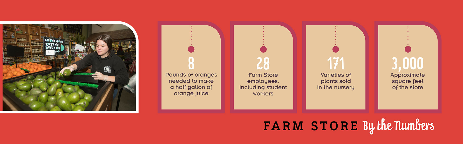 8 pounds of oranges, 28 employees, 3,000 squarte feet, 171 varieties of plants sold in nursery