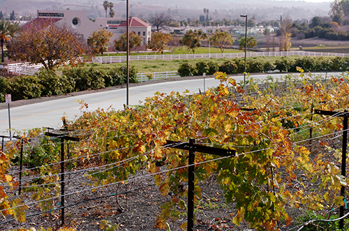 Vineyard at AGRIscapes