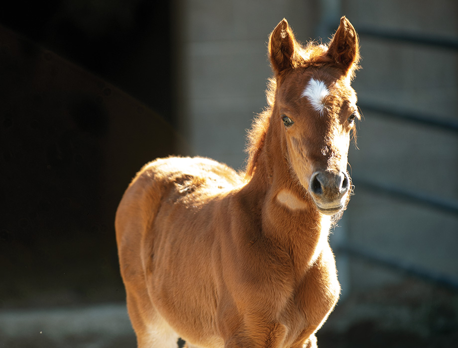Posie, a filly born in 2023, at one week old.