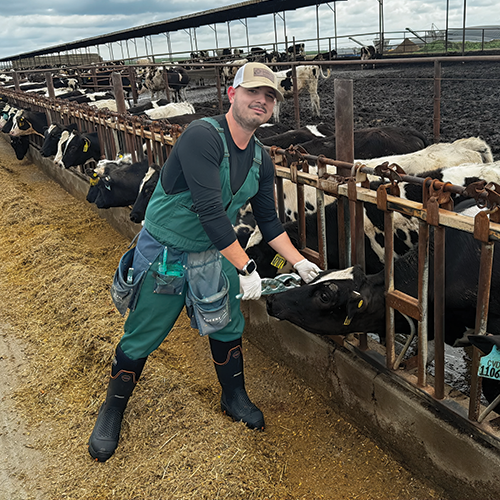 Richard Ruiz and Cattle 