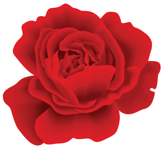 Illustratated Red Rose Bloom