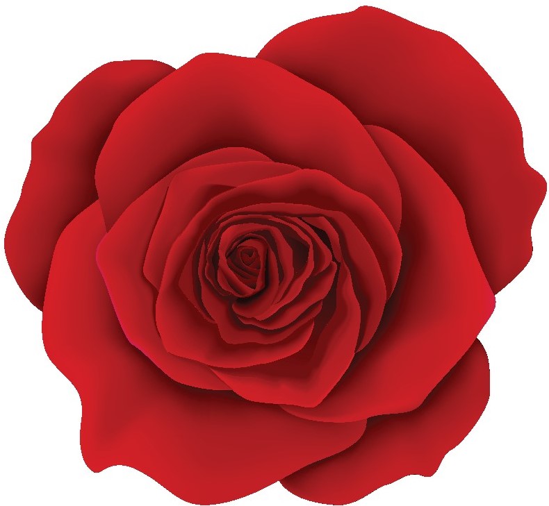 Illustrated Red Rose in Bloom