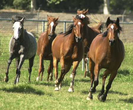 horses running on the field