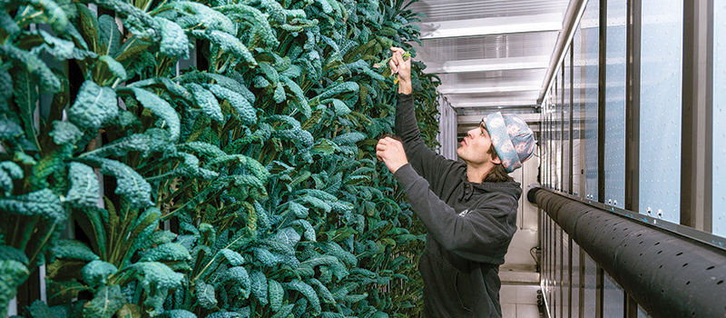 Shane Wackerman checks on kale growing in the Container Garden
