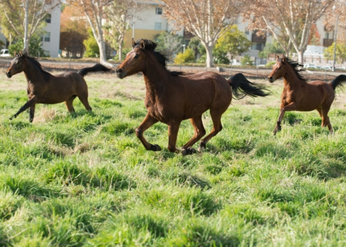 horses running in a field on Cal Poly Pomona's campus