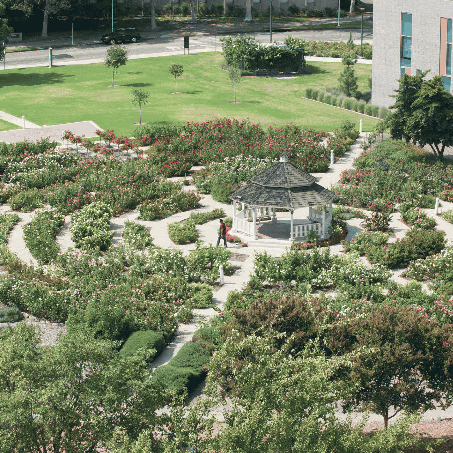 Rose Garden